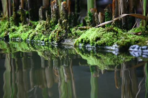 Moss in the pond 写真素材
