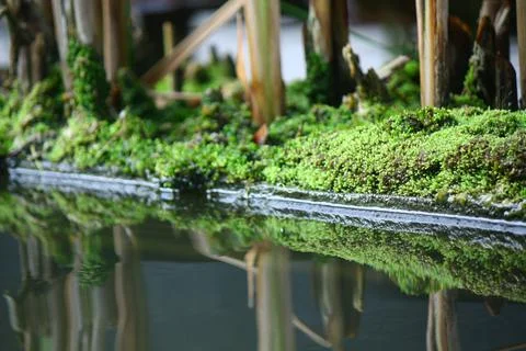 Moss in the pond Stock Photos
