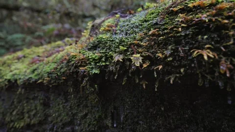 Moss in the primeval rainforest Stock Footage 260909122