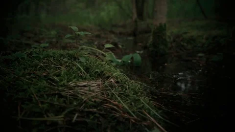 MOSS puddle and forest Stock Footage 77165436