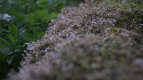 Moss. Rack focus Vídeos de archivo 153460559