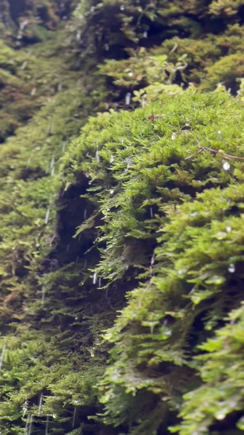 Moss &amp; Rain Stock Footage 293821662