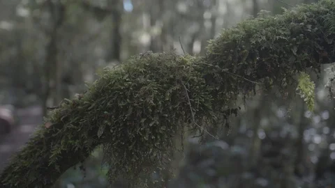 Moss on rain forest tree Stock Footage 91951627