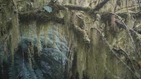 Moss on rain forest tree Stock Footage 91952442