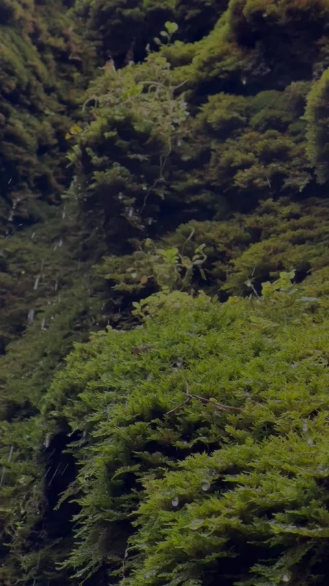 Moss &amp; Rain vid 2 Stock Footage 293821853