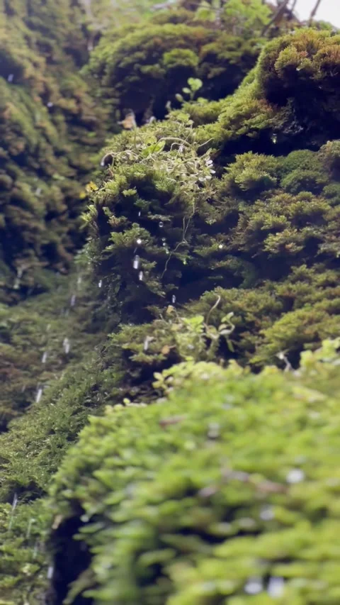 Moss &amp; Rain vid 3 Stock Footage 293821855