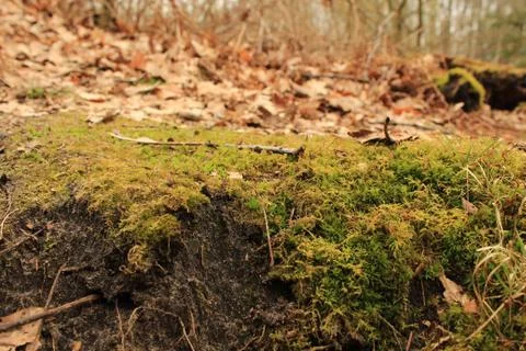 Moss With Red Leafs. 스톡 사진