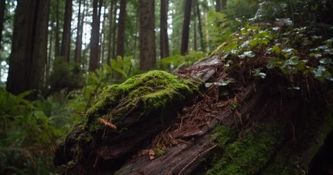 Moss on a redwood log Stock Footage 102226890