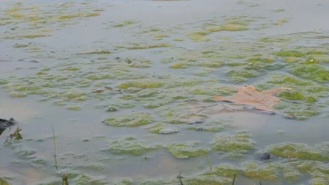 Moss Rippling On The Edge of A Lake Stock Footage