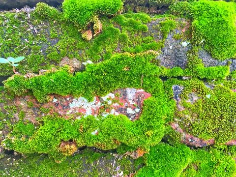 Moss rises in the rock Stock Photos