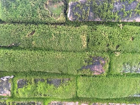 Moss rises in the rock Stock Photos
