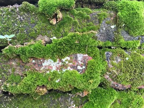 Moss rises in the rock Stock Photos