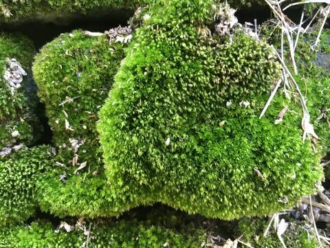 Moss rises in the rock Stock Photos