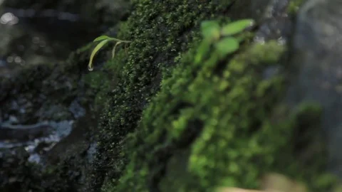 Moss in the river 動画素材 79026919