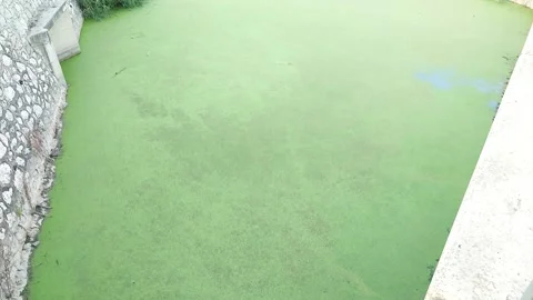 Moss River Video stock 246761145