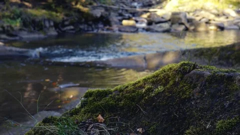 Moss on the river Stockbeeldmateriaal 253467320