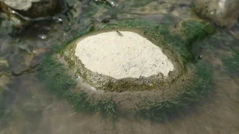 Moss in the river 库存影片 337607571