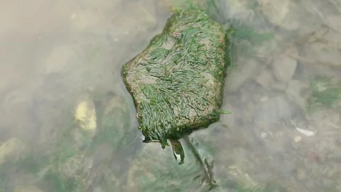Moss river 库存影片 337608243
