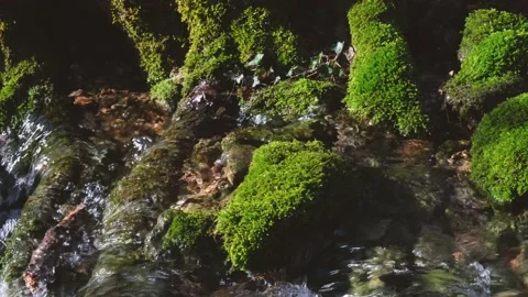 Moss river stones close-up. Stock Footage 179876430