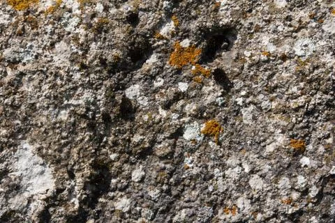 Moss on a rock in the background Stock Photos