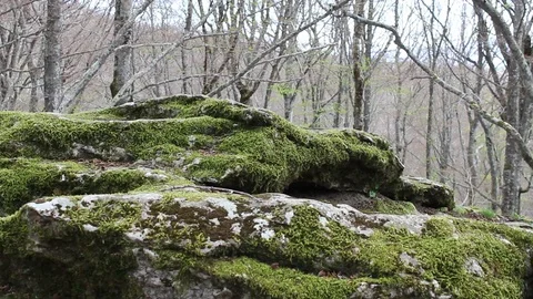 Moss on the rock Stock Footage 75185874