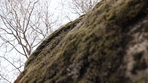 Moss on the rock Stock Footage 128014627