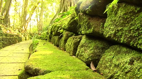 Moss on the rock in the Forest Stock Footage 41380101
