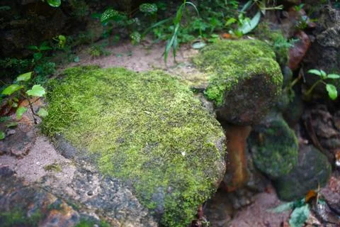 Moss on the rock in the  forest Stock Photos