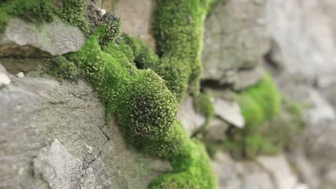 Moss rock green background. Stock Footage 88757404