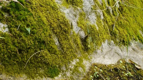Moss on a rock on a hillside Stock Footage 99117338