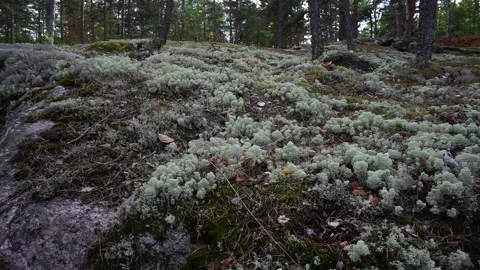 Moss on a rock in Karelia Stock Footage 238014260