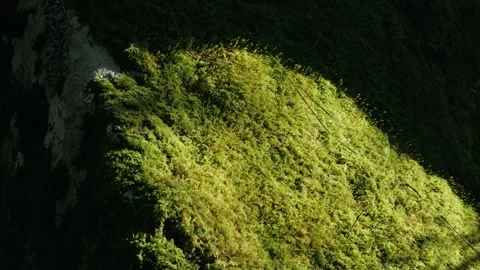 Moss on a rock with nice texture and sunshine Stock Footage 304004105