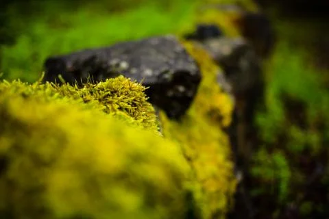 Moss on rock Stock Photos