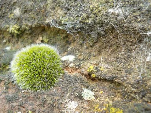 Moss  on rock Stock Photos