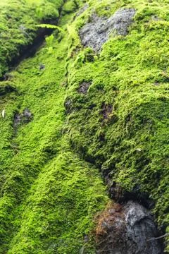 Moss rock Stock Photos