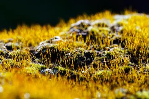 Moss on the rock Stock Photos