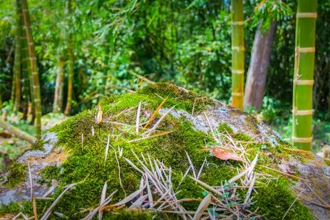 Moss in a rock Stock Photos