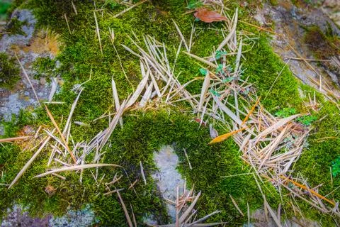 Moss in a rock Stock Photos
