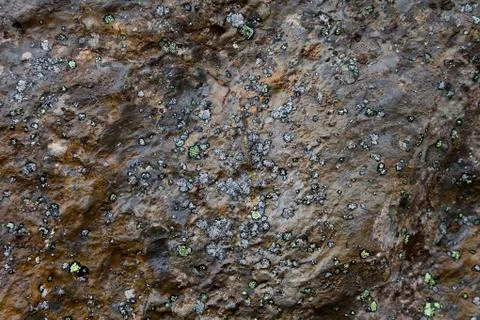 Moss on a Rock Stock Photos