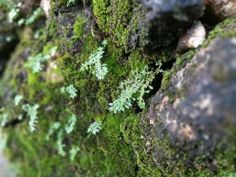 Moss Rock Foto stock