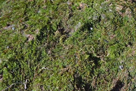 Moss on rock Foto stock