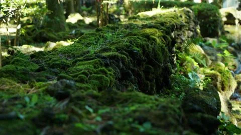 Moss on a rock Stock Photos