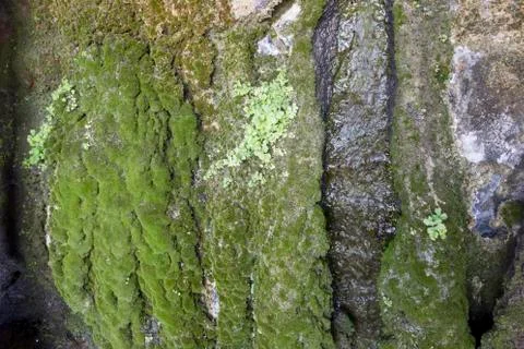 Moss on the rock 库存照片