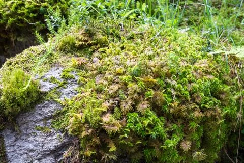Moss on a rock Stock Photos