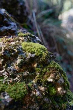 Moss on a rock Stock Photos