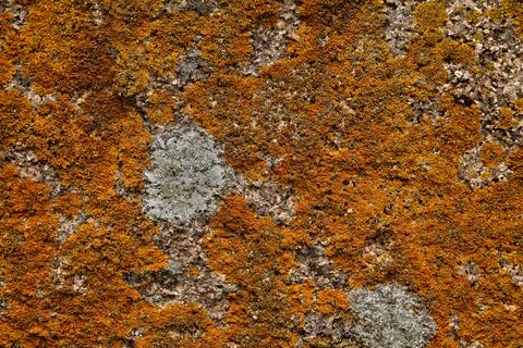 Moss on rock. Stock Photos