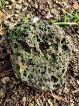 Moss on rock Stock Photos