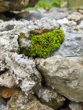 Moss on the rock Stock Photos