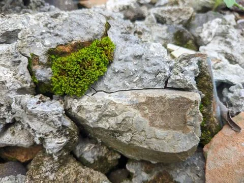 Moss on the rock Stock Photos
