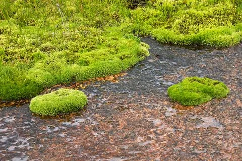Moss on rock. Stock Photos